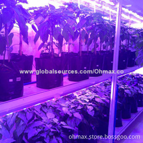 LED Grow Light for Plant Factory Growing/Indoor Nursery Plants, Hydroponics, Greenhouse Vegetables